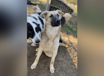 Arlo, geb. ca. 02/2023, lebt in GRIECHENLAND, im städt. Tierheim Serres