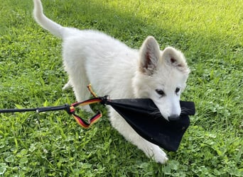 Weiße Schäferhundwelpen - Herzensbrecher für Familie, Sport und Show