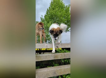 Polly - faszinierender Hund mit vielen Facetten