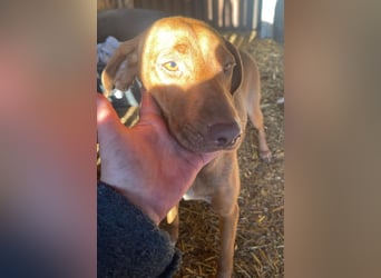 Laika - Vizsla Mix Schönheit sucht ihre Menschen