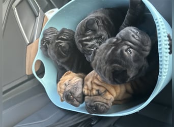 DAS HAUS MIT SHAR-PEI WELPEN - Rassehunde FCI-Profesionelle Zucht