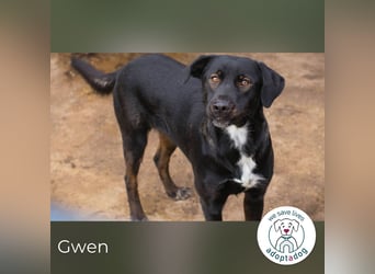 Gwen –  sucht ein neues Für-immer-Körbchen!