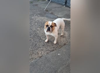 American Bulldog Welpen