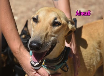 Alma6 geb. 05/2023 (ESP) - freundliche und verschmuste, zierliche Galga!