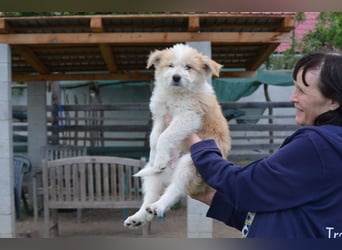 Kleiner Kiwi sucht sein Zuhause