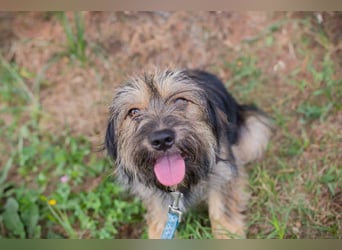 LUNA - das sanfte, kleine Hundemädchen sucht ein ruhiges, liebevolles Zuhause