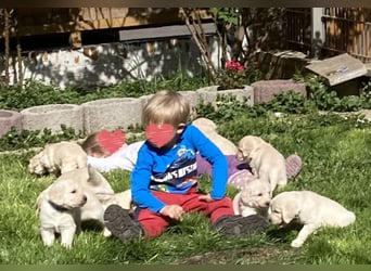 Goldendoodle & Labradoodle Labrador+Golden+Retriever+Pudel Welpen