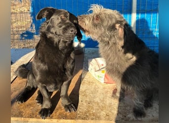 ⭐️MARIUCA⭐️, Hündin, 2 Jahre, 37 cm, Mischling, Tierschutz