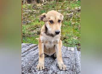 Luki ❤️ aufgeschlossener, lieber Junghund!
