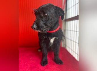 (R) kleiner Herzensbrecher KIKO - 2,5 Jahre, 30cm/8,5kg - Schnauzuer-Mix