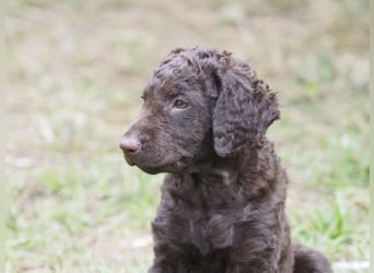 Curly Coated Retriever – braune Rüden (8 Wochen) aus dem Zwinger Cornrow