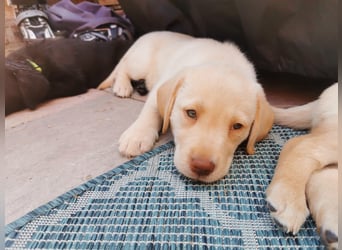 Reinrassige Labradorwelpen