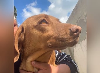 Laika - Vizsla Mix Schönheit sucht ihre Menschen