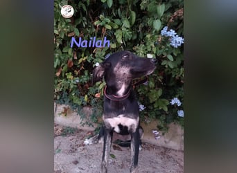 Nailah 03/2024 (in Deutschland) - neugierige und wunderschöne Begleiterin!