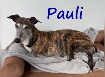 Pauli geb. 2017 (in Deutschland) - verschmuster und menschenbezogener Galgo ein absoluter Schatz!