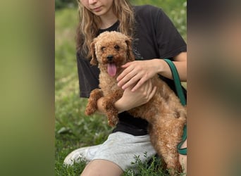 EMMA - ich bin noch etwas vorsichtig und suche eine liebevolle, geduldige Familie