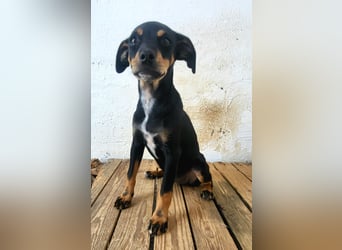 Lana, muss dringend aus dem Tierheim raus