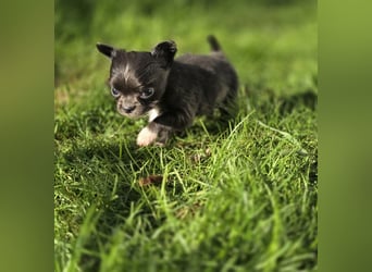 Chihuahua Welpen mit Ahnentafel