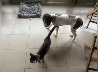 Hugo, a purebred Lagotto Romagnolo male, 9 months old
