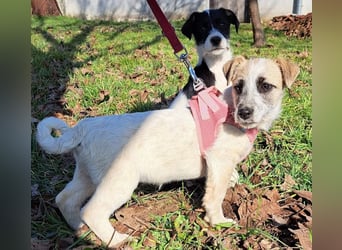 Sora, kleines Hundekind sucht eine Familie