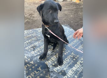 ❤️Labradormix Welpe Nero❤️