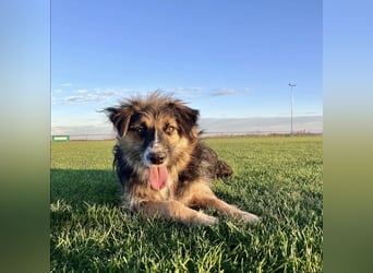 Lucy eine verspielte Lady
