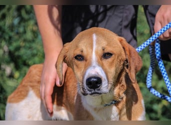 Arnie, Mix Labrador / Podengo
