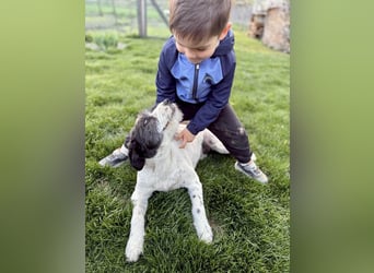 Süße Daisy sucht ihr eigenes Körbchen