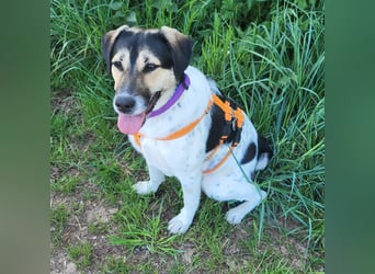 Hübsche Bella sucht ein Zuhause