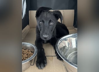 ⭐️BALU⭐️, Rüde, 3 Monate, 25 cm, Mischling, Tierschutz
