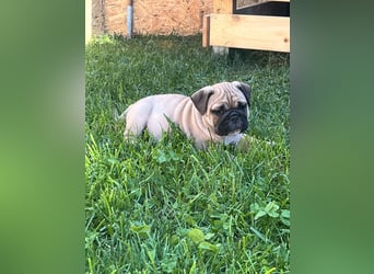 Zuckersüße Freiatmige Bulldoggenwelpen