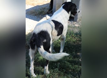 Rubin, geb. ca. 03/2019, lebt in GRIECHENLAND, im städt. Tierheim Serres