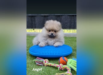 Reinrassige Pomeranian-Hündinnen mit Ahnentafel suchen ihre Traumfamilien
