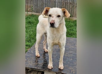 Casper (auf Pflegestelle Nähe Hannover)