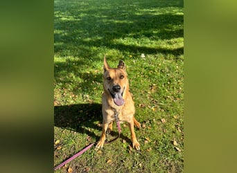 sanfter Rico in 88326 Zollenreute (Aulendorf) sucht sein Zuhause