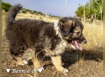 Buddy und Bernie suchen ein Zuhause