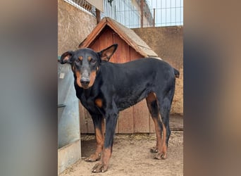 Dobermann-Mix LUNA sucht ihr Zuhause!