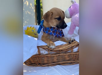 Adi LM - Zuhause gesucht – Neun kleine Hundekinder auf großer Mission