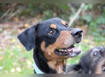 Spencer, Dobermann-Appenzeller Mix, geb. 2014, lieber anhänglicher Rüde