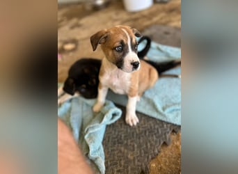 Ragnar, bereits auf PS in DE 53925 Kall /NRW, sucht Traumzuhause!
