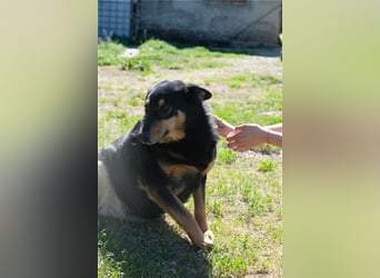 Niki