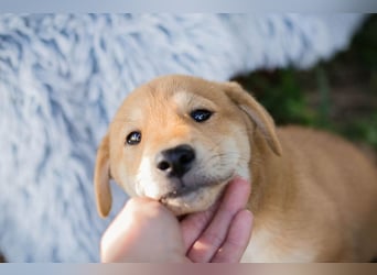 Gregor: Hundekind sucht ein Zuhause