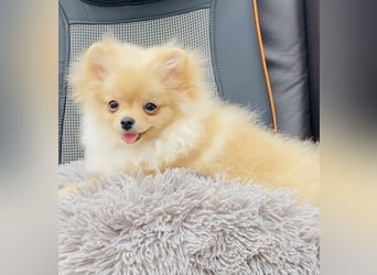 Zwergspitz Pomeranian Weibchen 5Monate jung