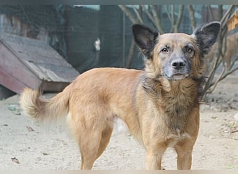 STEVE, Rüde, 9 Jahre, 53cm, Mischling, Tierschutz