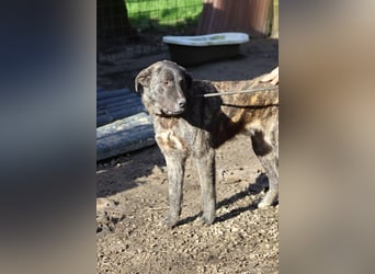 Jackpot - ein majestätischer Doggen-Mix sucht sein Königreich