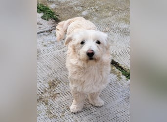 Bichon-Mix Odette lebt i Rumänien bei einer Pflegefamilie