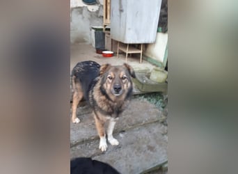 Pasha sucht ein Zuhause <3