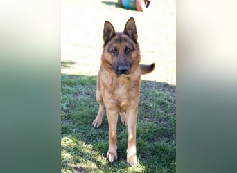 SANCHO - hundeerfahrene Menschen gesucht, die diesen tollen Rüden führen und leiten können!