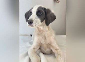 Donar, geb. ca. 03/2025, lebt in GRIECHENLAND, im städt. Tierheim Serres