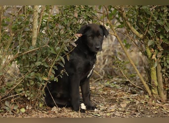 Hübscher Fido sucht seine Familie